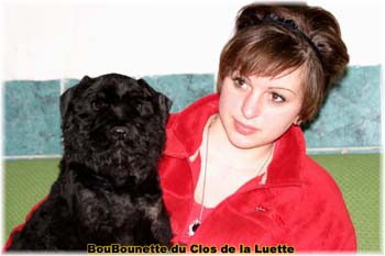 bouvier des flandres photo chiot - Elevage Clos Luette -  COPYRIGHT DEPOSE